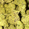 Sweet Grapefruit THCA flower