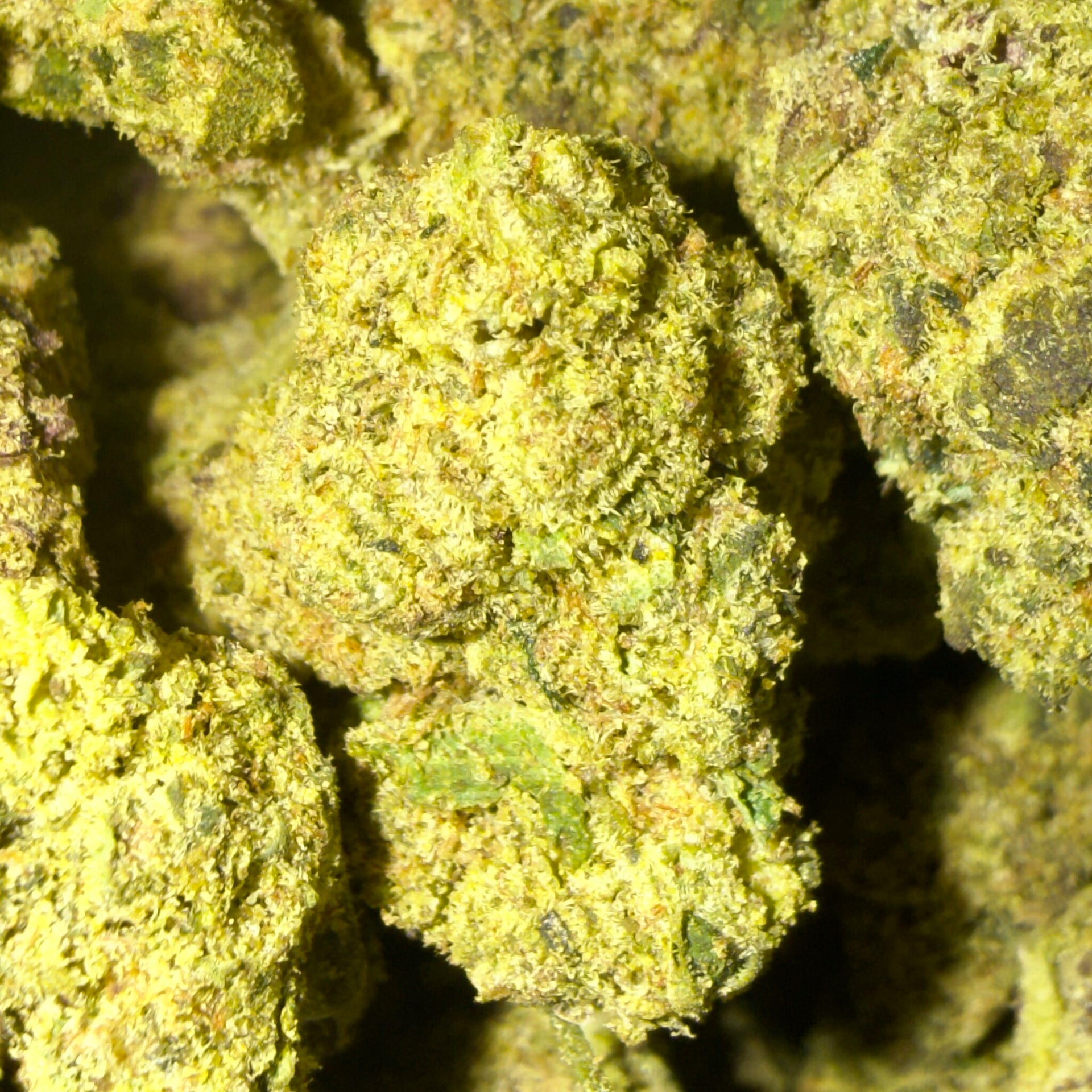 Sweet Grapefruit THCA flower
