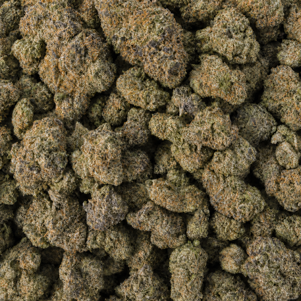 Kandyland cannabis flower bulk view with natural orange pistils